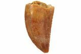 Serrated, Raptor Tooth - Real Dinosaur Tooth #80062-1